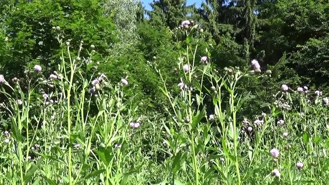 Creeping thistle or pink sow-thistle. Bloosoming Cirsium arvense panorama motion camera video footage