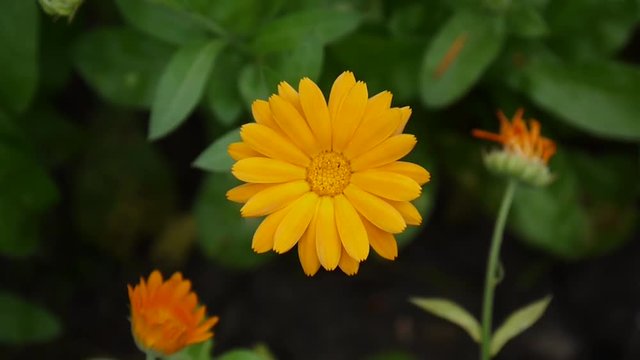 Calendula flower, medicinal plant. Calendula officinalis. Video footage.