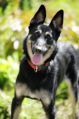 Close-up portrait of a smiling dog with big ears. Funny dog