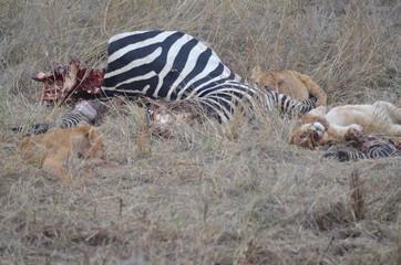 Obraz na płótnie Canvas Löwen Babys beim Fressen eines Zebras