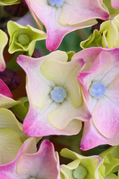 Hydrangea flower macro