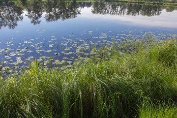 reflection of trees in the pond