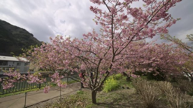 4K 静岡県 河津町 河津桜 Kawazu sakura in shizuoka japan