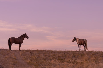 Wild Horses in a Desert Sunset