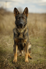 German shepherd working dilution rests on obedience among the withered grass spring Sunny day. Portrait funny dog