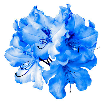 Fototapeta Bush of natural blue pelargonium flowers isolated on white