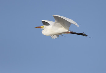 Graceful white egret in flight