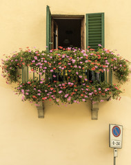 Fototapeta na wymiar Colorful window box, Greve in Chianti, Tuscany, Italy