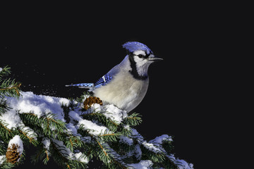Blue Jay Close-up Portrait in Winter 
