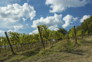 Fototapeta na wymiar Vineyard near Greve in Chianti, Tuscany, Italy