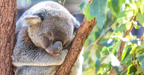 in  australia  the typical free animal  the koala © lkpro