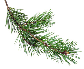 pine branch with cones, isolated without a shadow. Close-up. Christmas. New Year. - obrazy, fototapety, plakaty