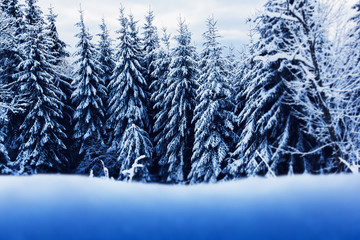 winter fir-trees with space