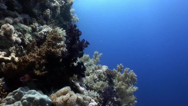 Underwater relax video about coral reef of Red sea. Bright marine nature on background of beautiful lagoon.