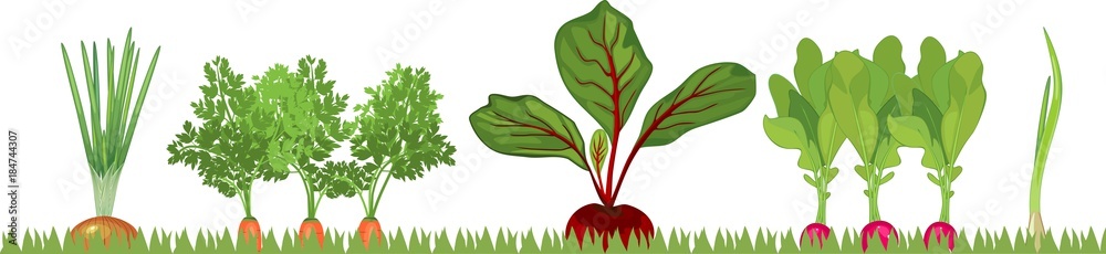 Wall mural Vegetable patch with different root vegetables