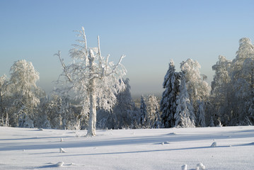 snow-covered glade on top of the hill, surrounded by frost-covered trees in clear frosty weather