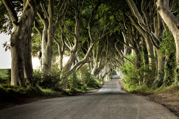 Dark Hedges