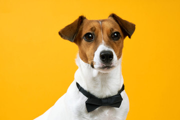 Portrait of a dog breed of Jack Russell on the neck on a yellow background. Background for your text and design                                                        - 184745328