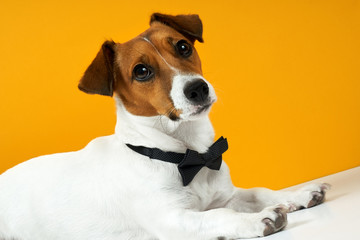 Portrait of a dog breed of Jack Russell on the neck on a yellow background. Background for your text and design                                                       