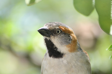 Rufuos sparrow