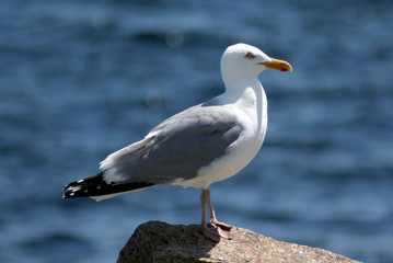 seagull