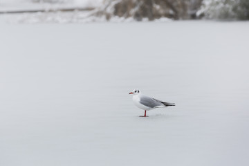 Seagull on a frozen lake