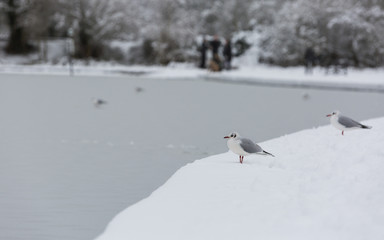 Fototapeta premium A seagull facing a frozen lake