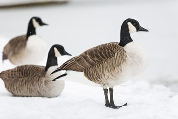 Geese in the snow facing a frozen lake