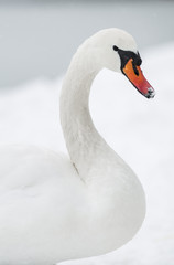 Portrait of a swan in the snow