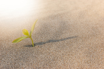 The seedling are growing from the rich soil to the morning sunlight that is shining, Ecology , business