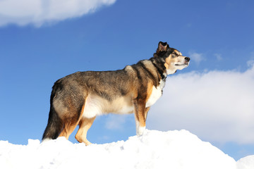 German Shepherd Mix Breed Dog is King of the Mountain on Snowy Hill