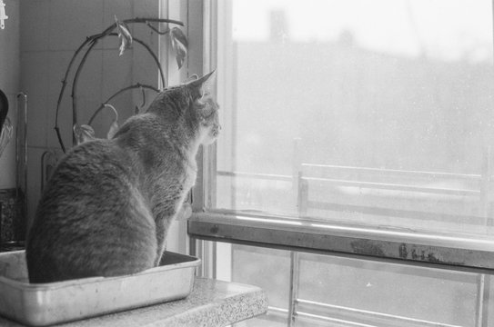 Cat Looking Out Of Window