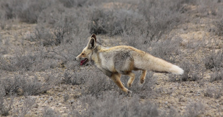 Red fox (Vulpes vulpes) in desert area near the Caspian Sea