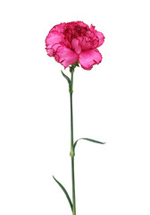 A long pink carnation flower on white