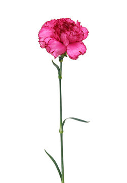 A Long Pink Carnation Flower On White