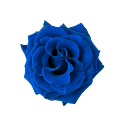 Beautiful blue rose head isolated on white background