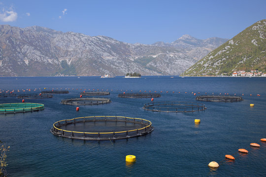 Cultivation of mussels in Boko-Kotor bay, Montenegro