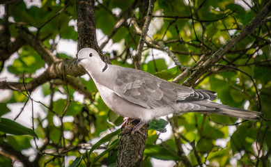 Isolated Dove