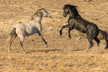 Obraz na płótnie Canvas Wild Horses Fighting
