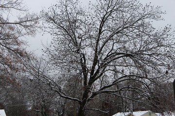 Fototapeta premium First Snow Fall