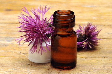 Cyanus segetum Garðakornblóm Ruiskaunokki Aciano Fiordaliso דרדר כחול Centaurea قنطريون عنبري Blåklint 