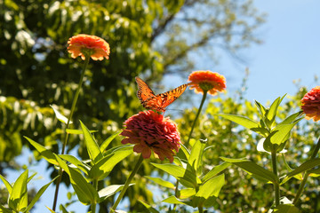 Orange butterfly with sun shinning through its wings on pink zinnia flower in flower garden with blurred background - shallow focus