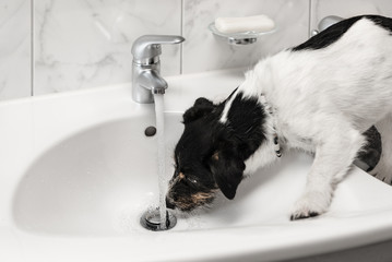 Jack Russell Terrier - little  naughty cute dog drinks water from the sink