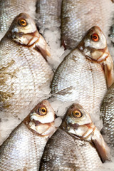 Frozen fish. Freshfish market. Gilt-head bream. Fish sale in market. Sea bream fish on ice. Fresh fish on ice for sale at market. Bunch of raw frozen fish on ice.