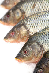 Frozen fish. Freshfish market. Gilt-head bream. Fish sale in market. Sea bream fish on ice. Fresh fish on ice for sale at market. Bunch of raw frozen fish on ice.