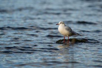 Seagull on water, Keswick, Lake District, England