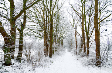 verschneiter Waldweg im winterlichen Norddeutschland