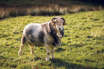 Ram in Keswick, Lake District, England