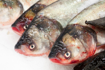 Frozen fish. Freshfish market. Gilt-head bream. Fish sale in market. Sea bream fish on ice. Fresh fish on ice for sale at market. Bunch of raw frozen fish on ice.