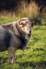 Ram in Keswick, Lake District, England